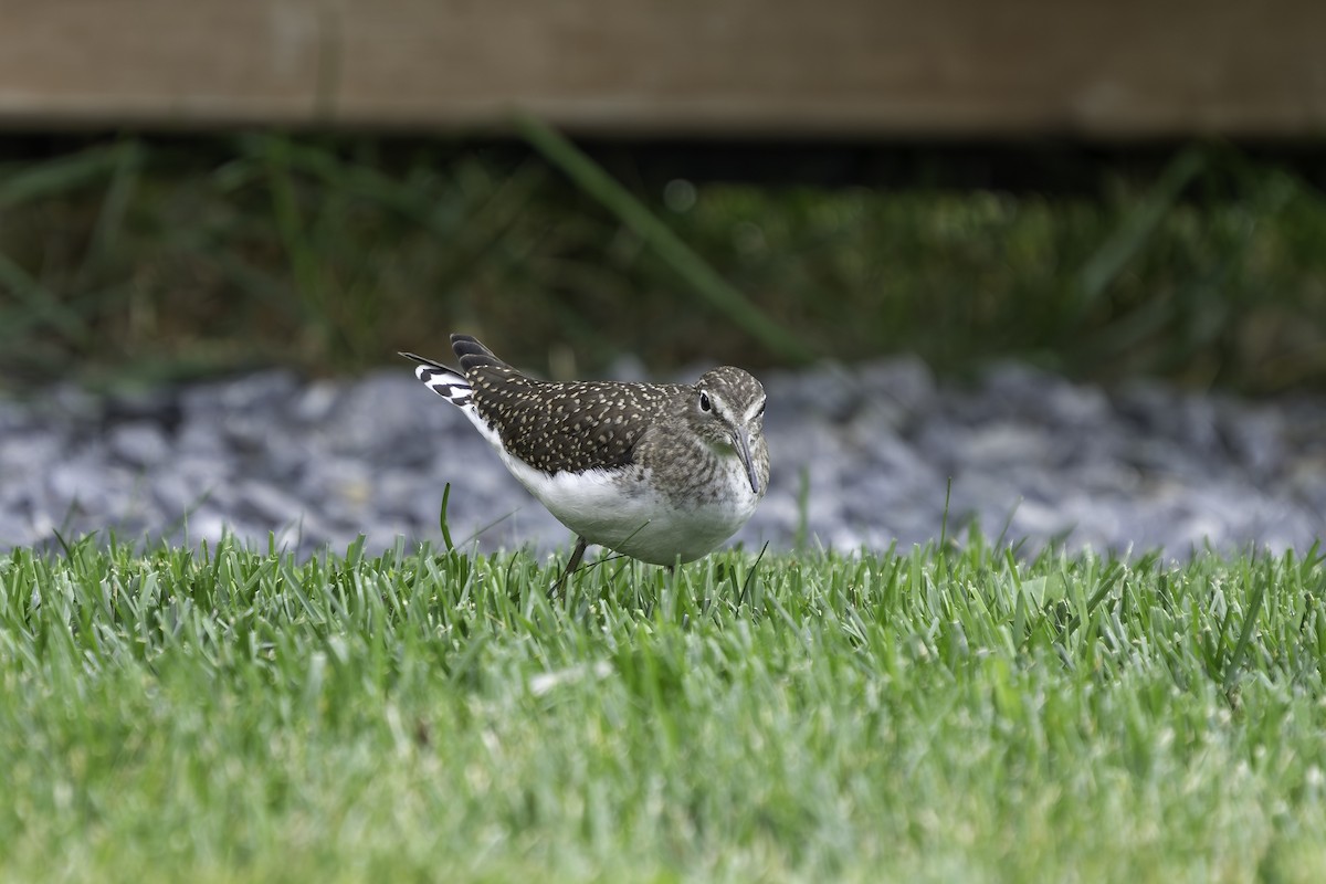 Solitary Sandpiper - ML610024280