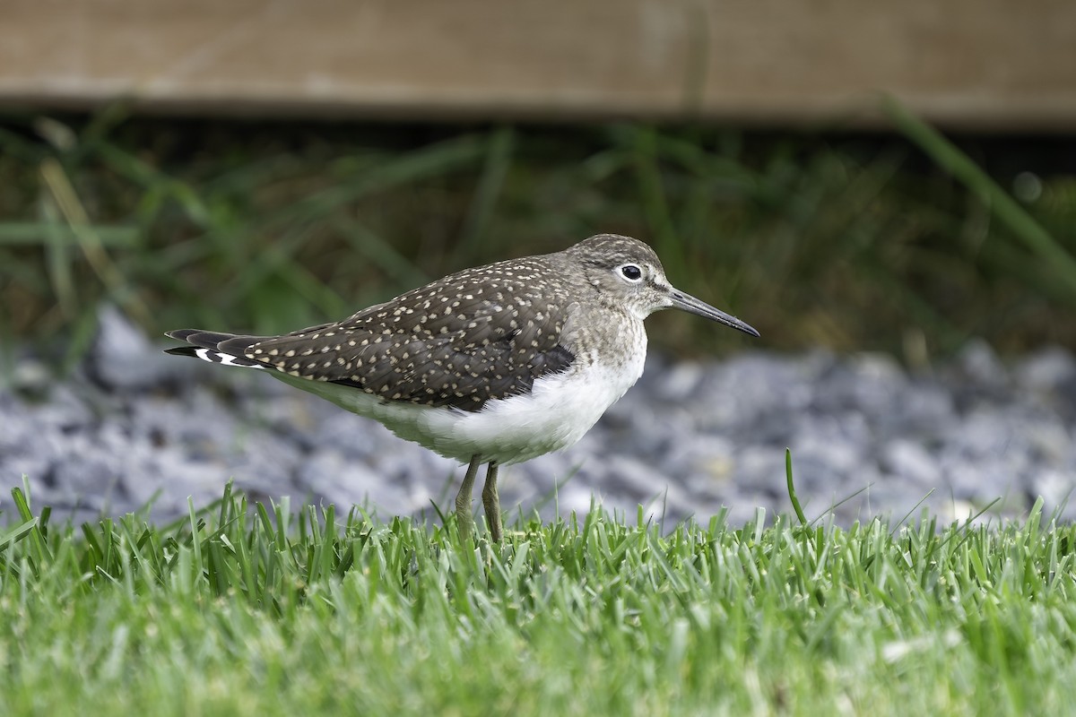 Solitary Sandpiper - ML610024283