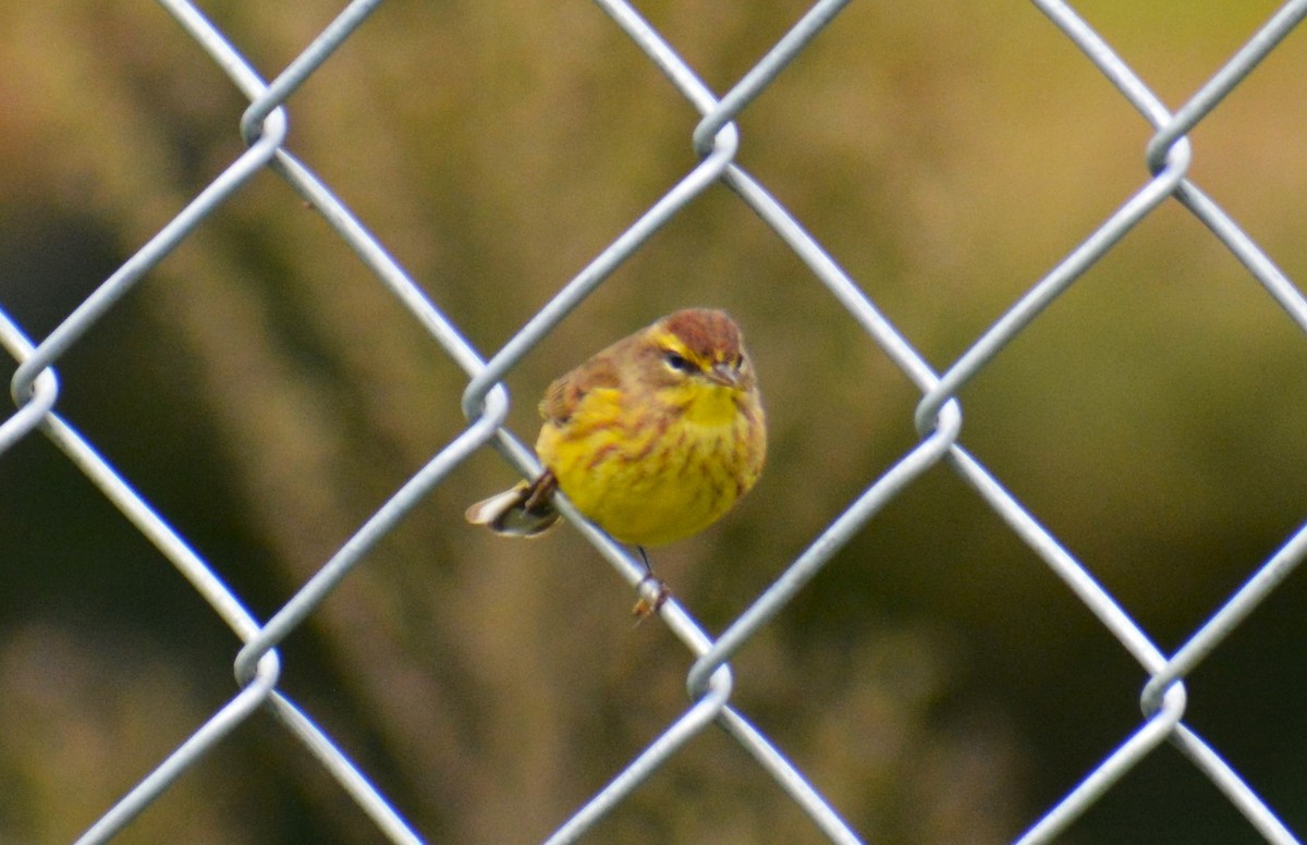 Paruline à couronne rousse - ML610024289