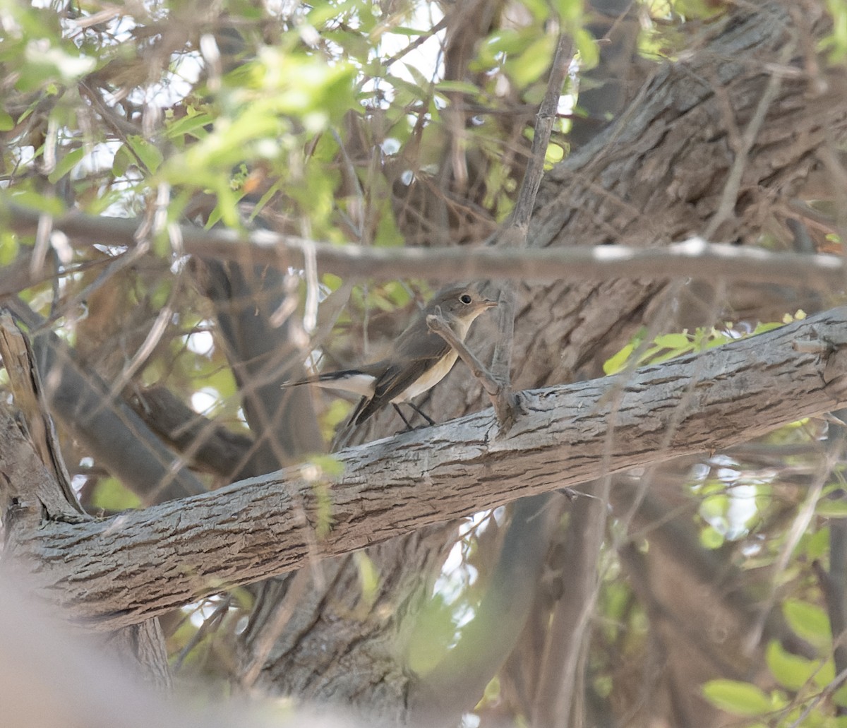 Red-breasted Flycatcher - ML610024312