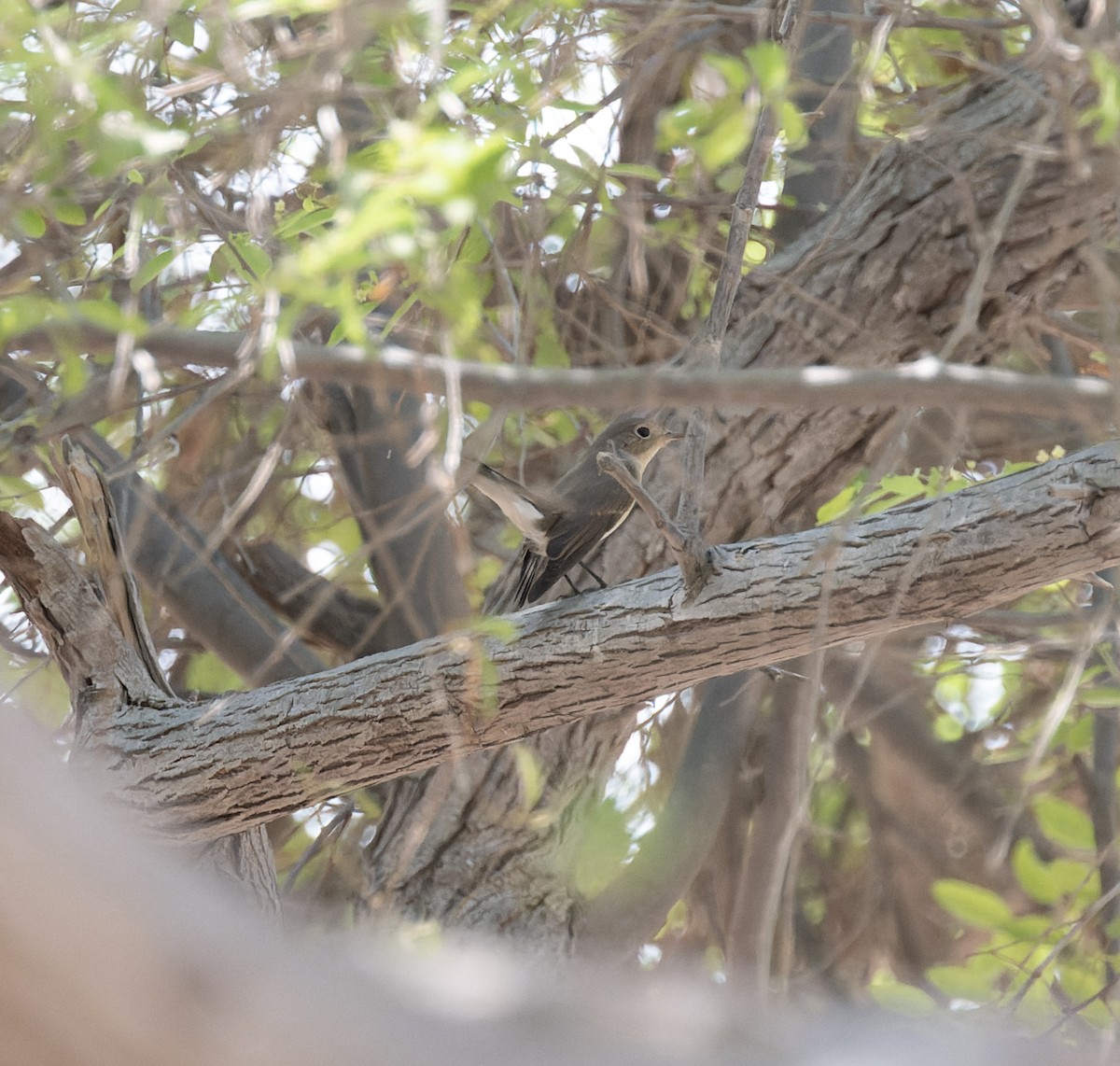 Red-breasted Flycatcher - ML610024313