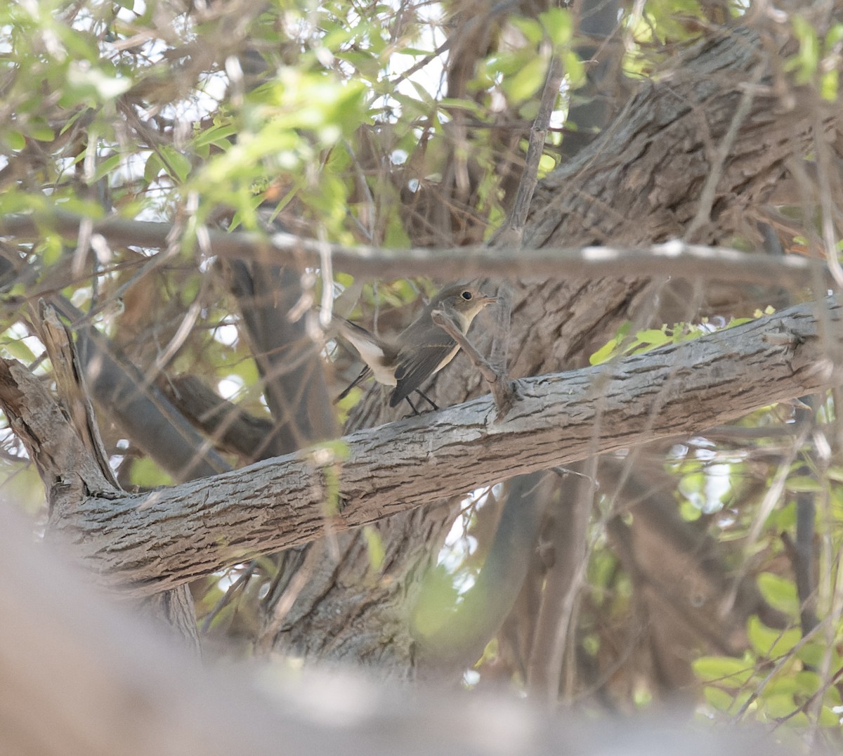 Red-breasted Flycatcher - ML610024314