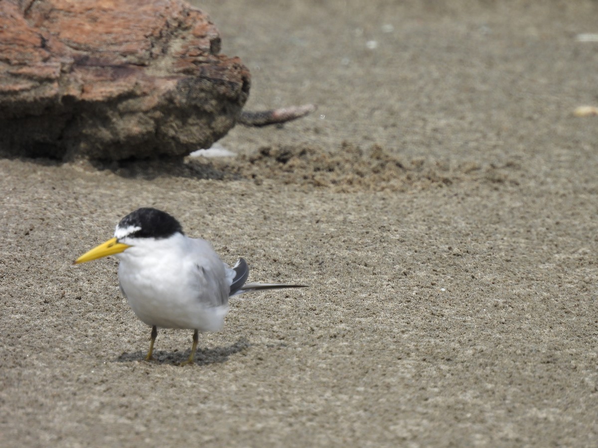 Least Tern - ML610024323