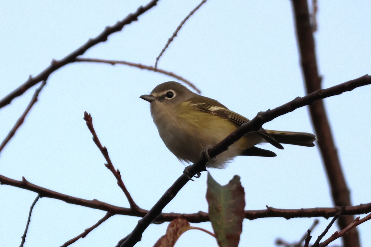 Blue-headed Vireo - ML610024393