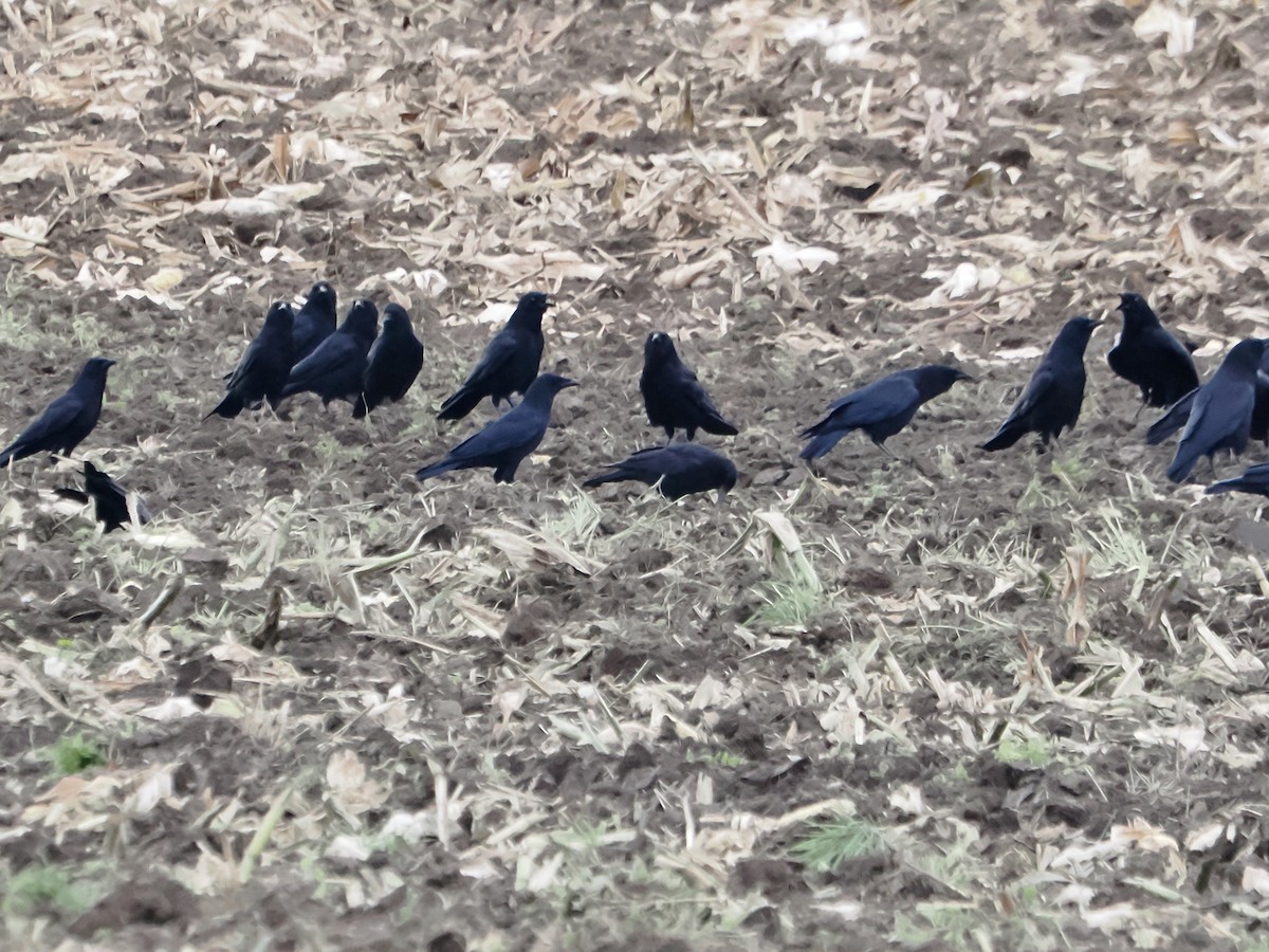 American Crow - ML610024576