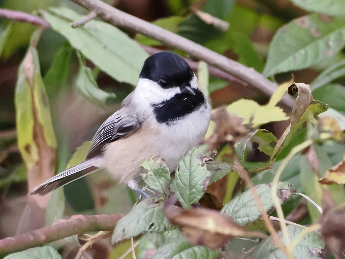 Mésange à tête noire - ML610024603