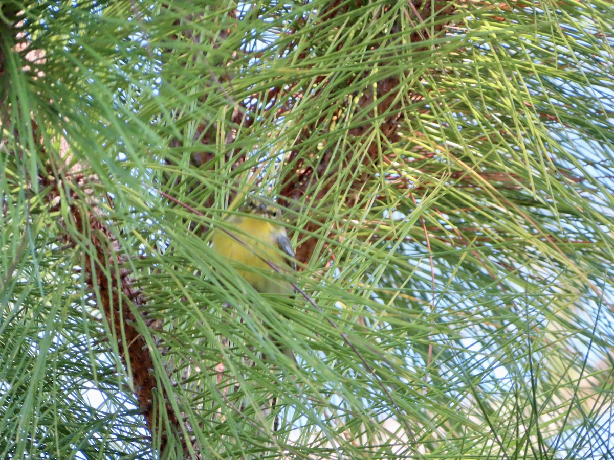 Pine Warbler - ML610024616