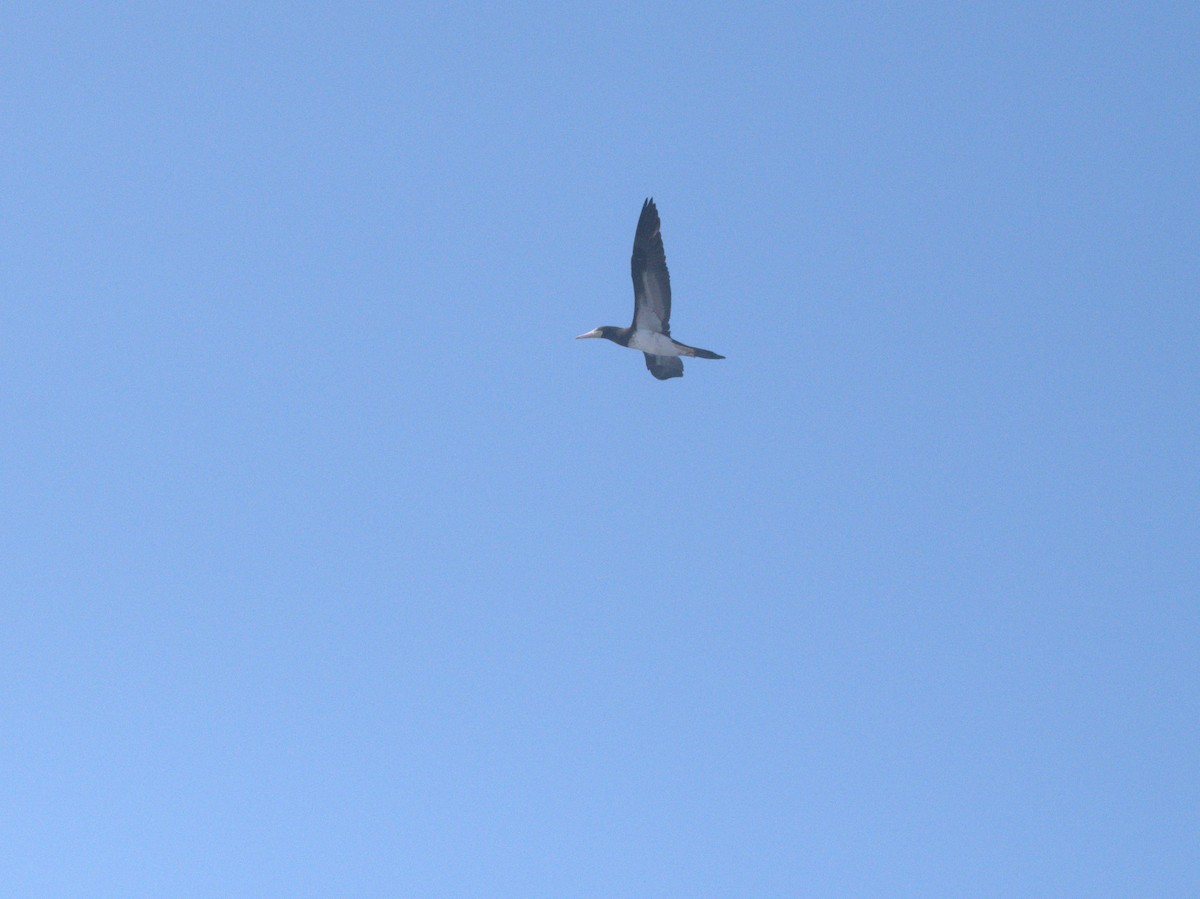 Brown Booby - ML610024648