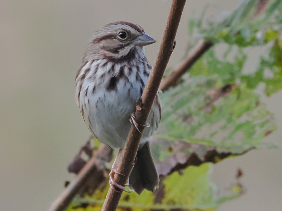 Song Sparrow - John Felton