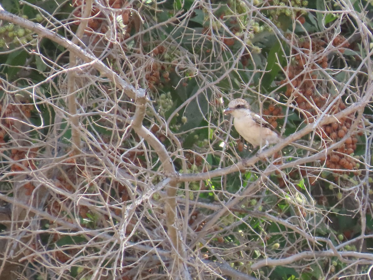 Masked Shrike - ML610024777