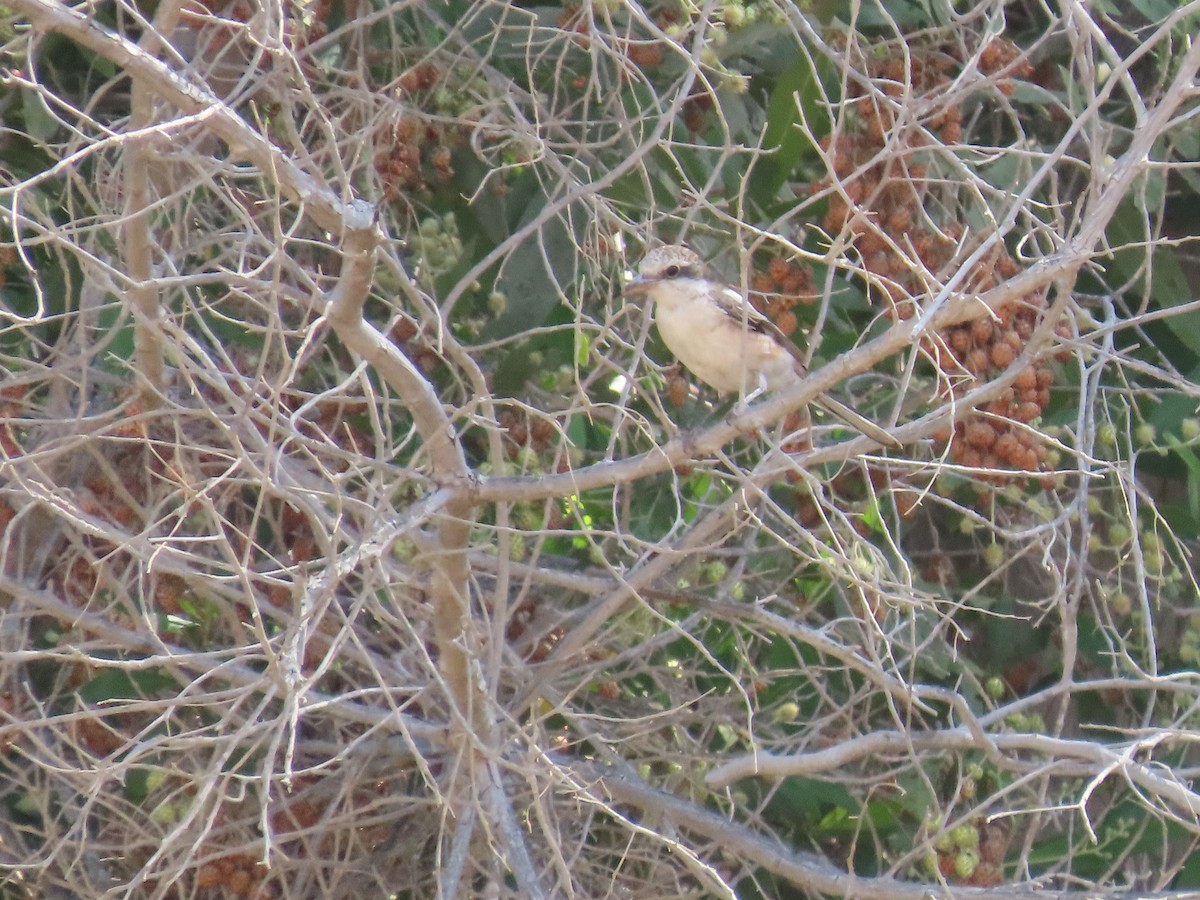 Masked Shrike - Ute Langner