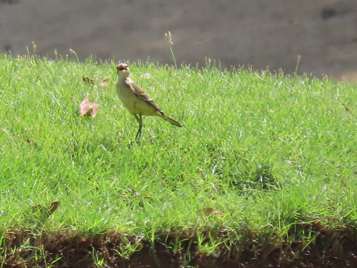 Western Yellow Wagtail - ML610024828