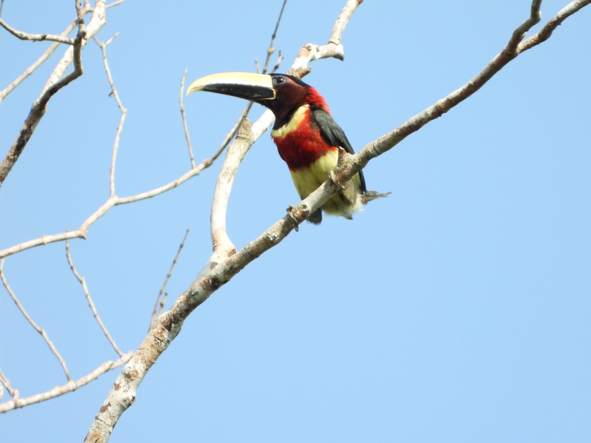 Arasarí Cuellirrojo - ML610024835