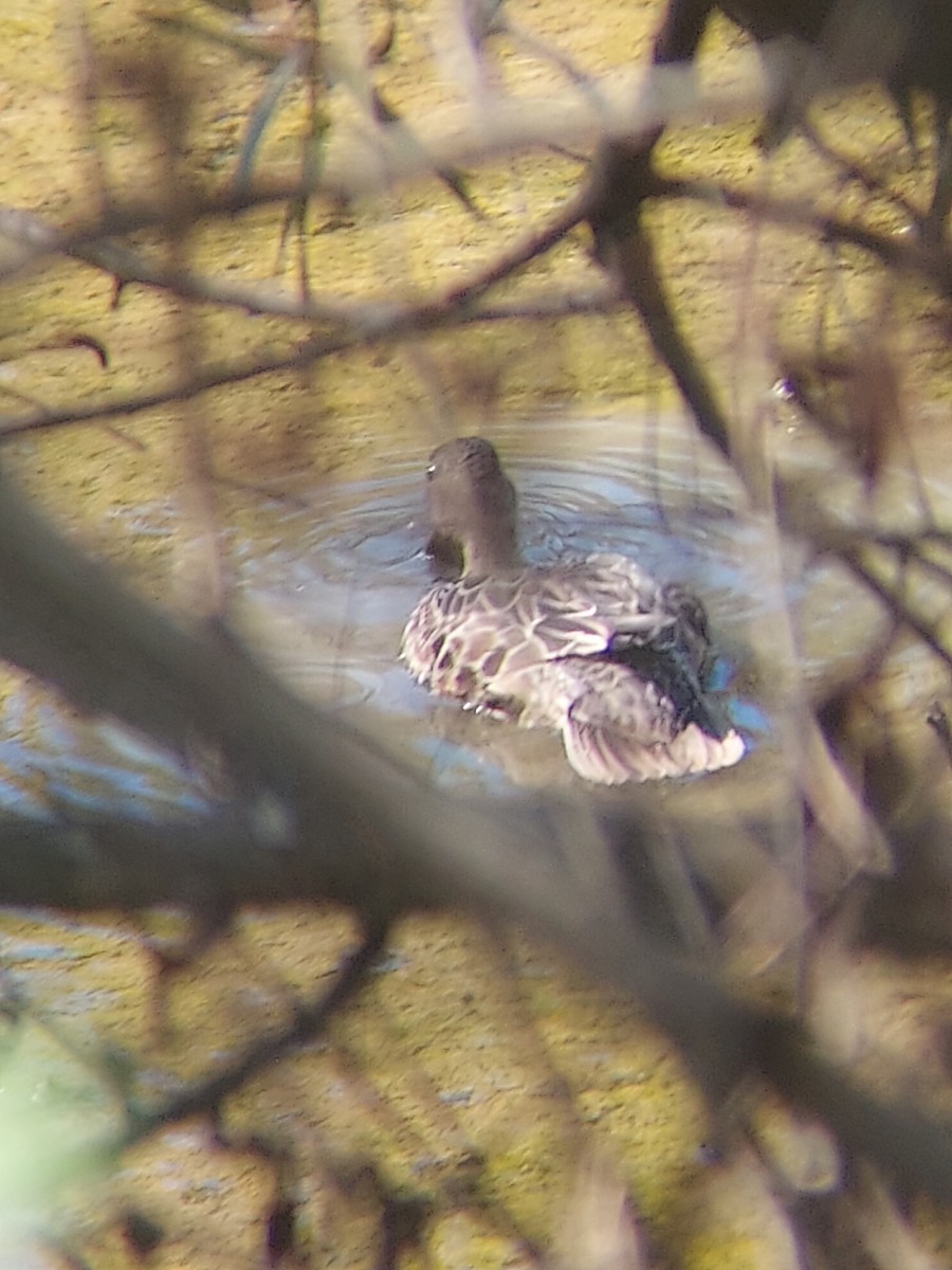 Blue-winged Teal - ML610024888