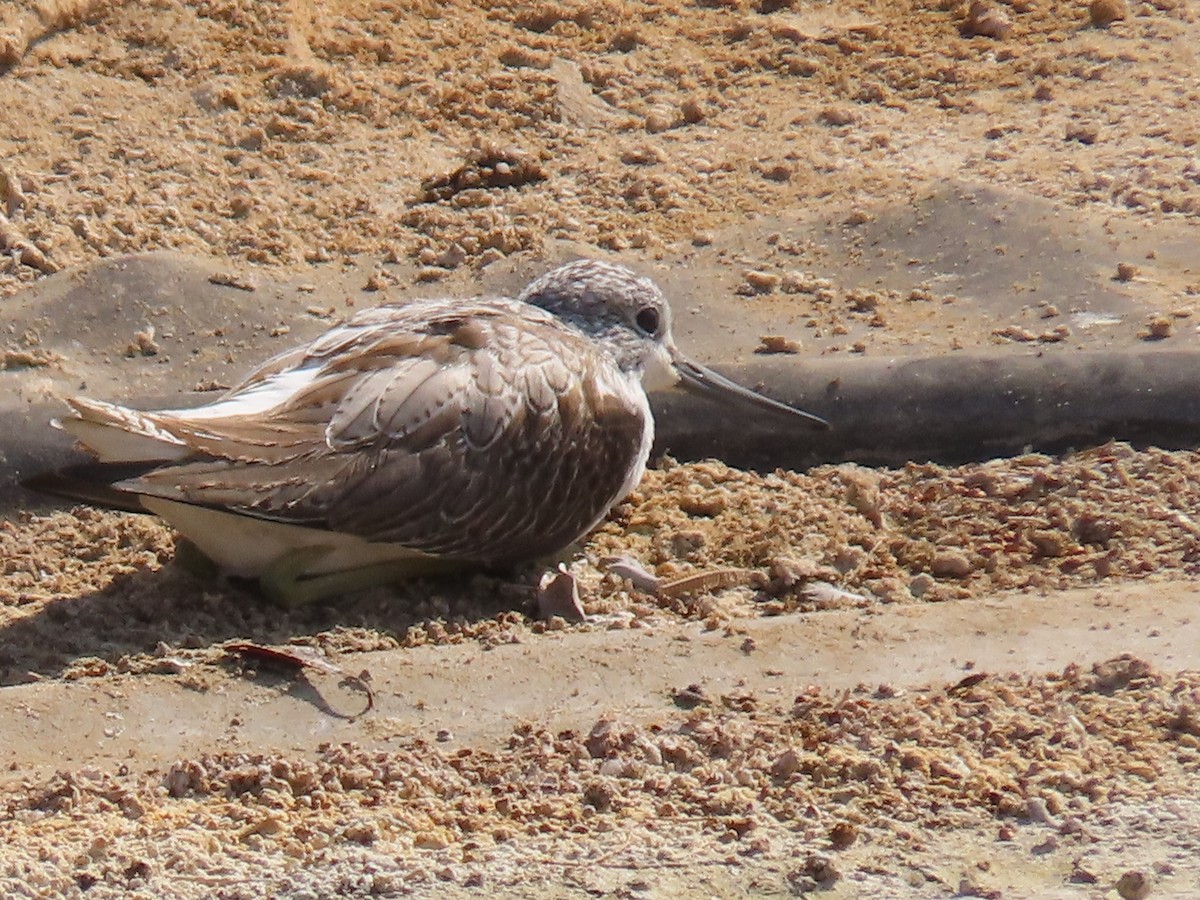 Common Greenshank - Ute Langner