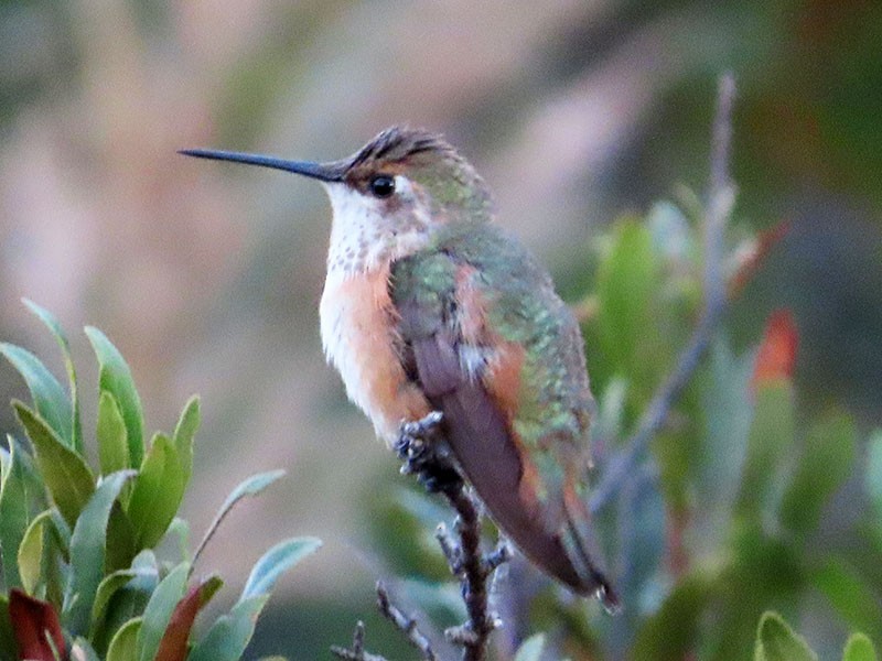 Selasphorus sp. - Karen Lebing