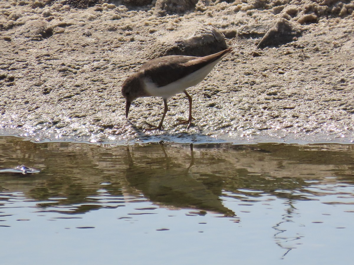 Zwergstrandläufer - ML610024969