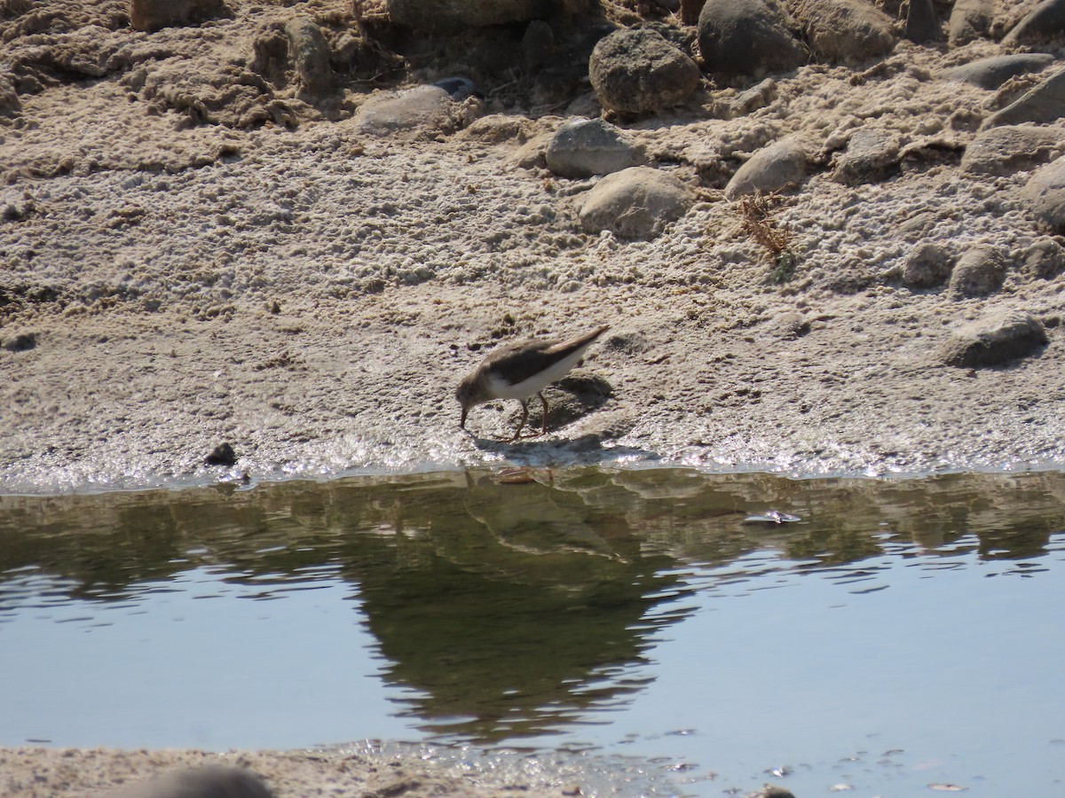 Little Stint - Ute Langner