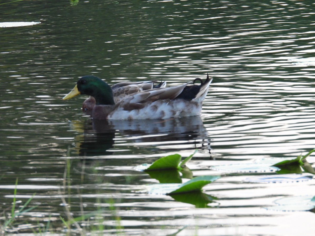 Canard colvert - ML610024974