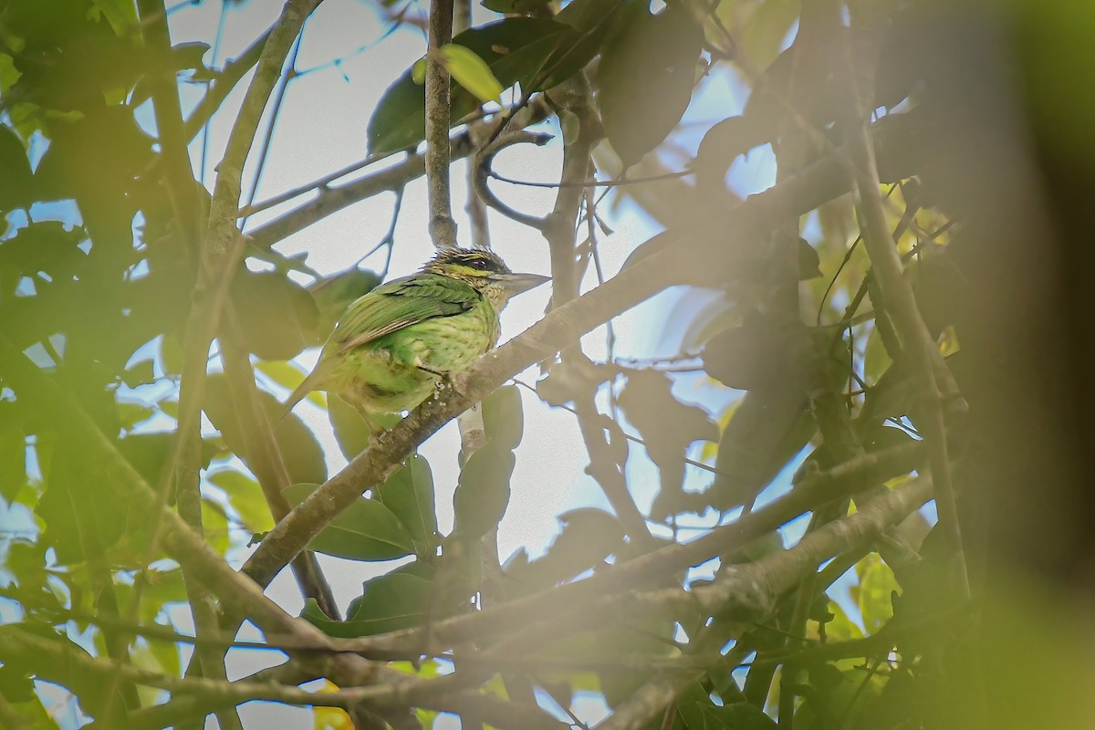 Yeşil Kulaklı Barbet - ML610025039