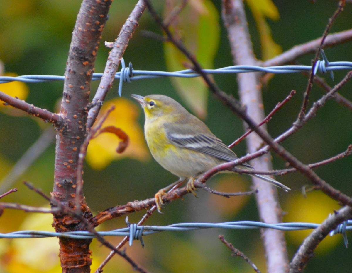 Pine Warbler - Steve Gilchrist