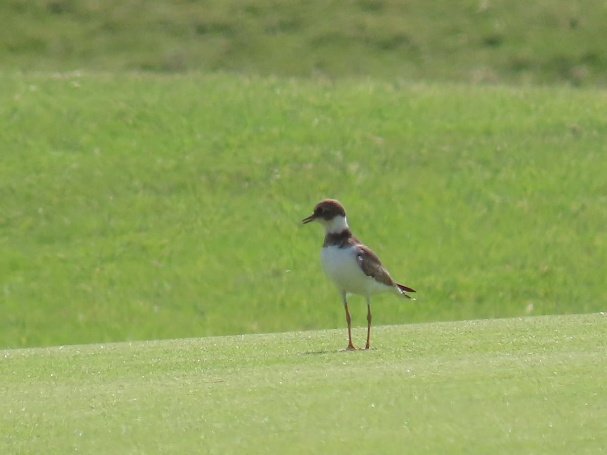 Common Ringed Plover - ML610025115