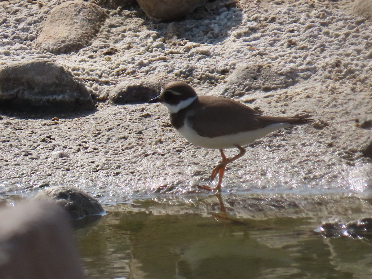 Common Ringed Plover - ML610025116