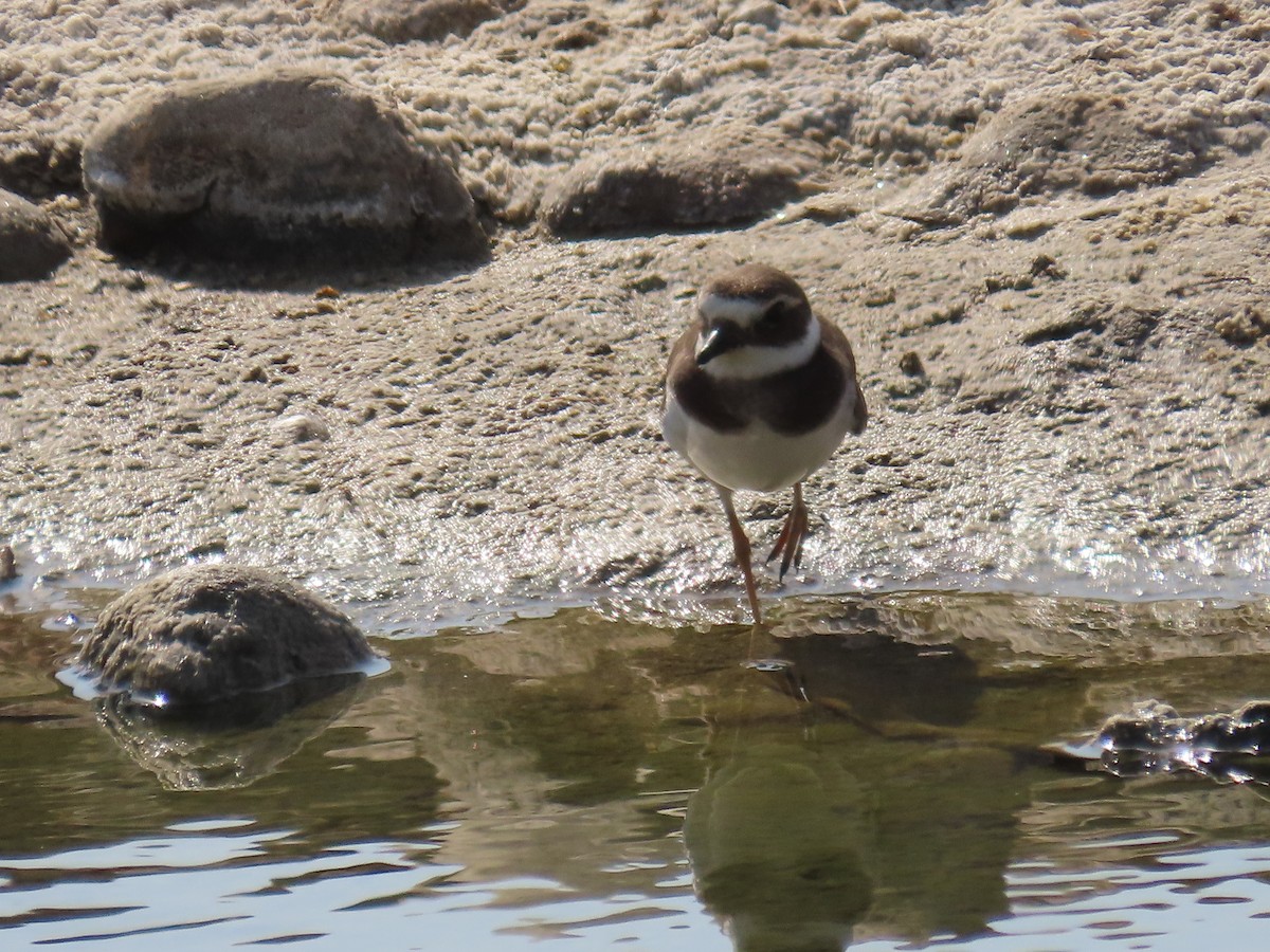 Common Ringed Plover - ML610025117
