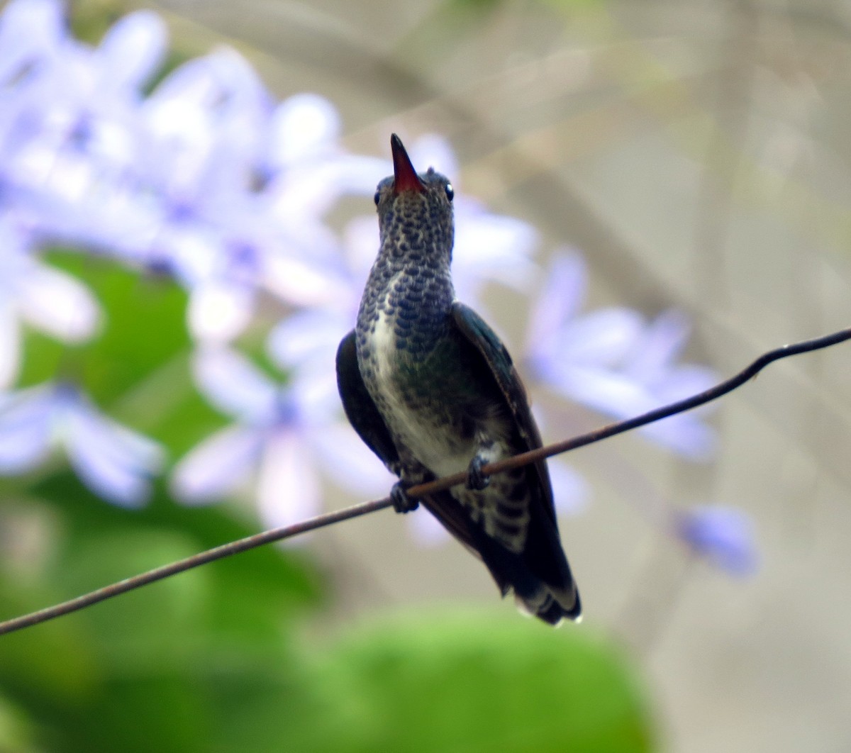 kolibřík safírový - ML610025131