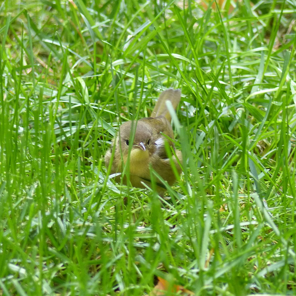 Common Yellowthroat - ML610025182