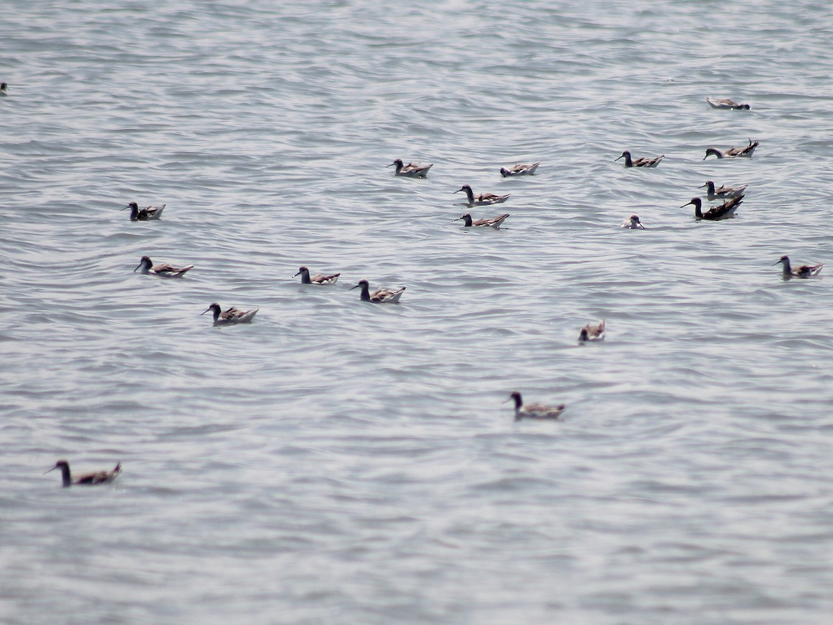 Wilson's Phalarope - ML610025219