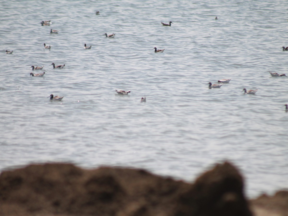 Wilson's Phalarope - Lermith Torres