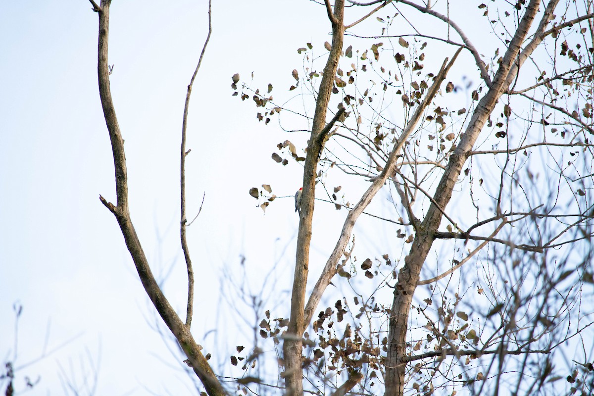 Red-bellied Woodpecker - ML610025222