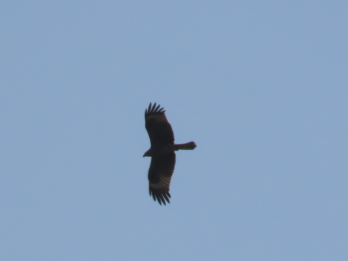 Black Kite - ML610025251