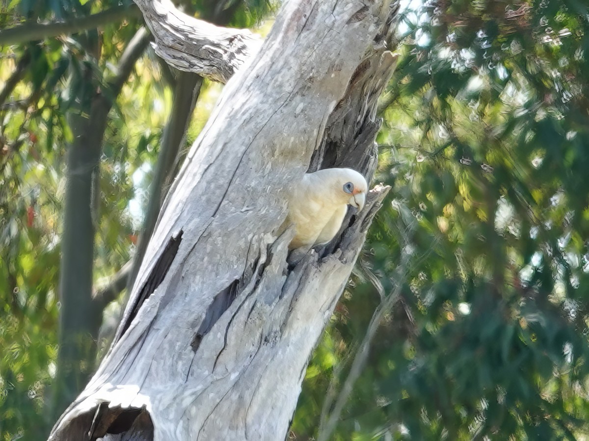 Western Corella - ML610025321