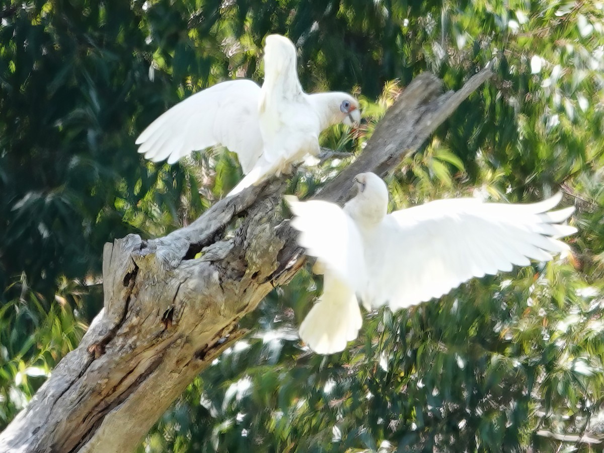 Western Corella - ML610025322