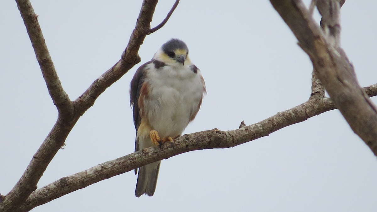 Pearl Kite - ML610025362