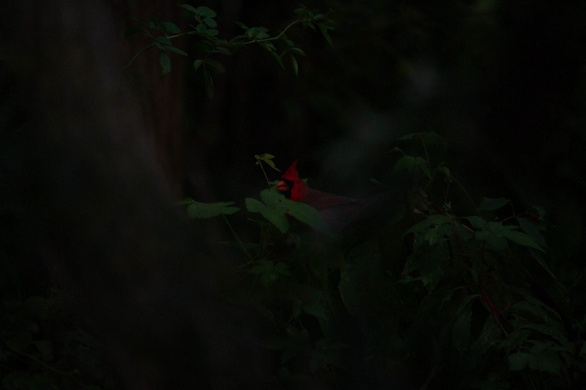 Northern Cardinal - ML610025450