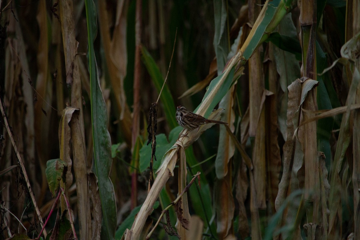 Song Sparrow - ML610025465