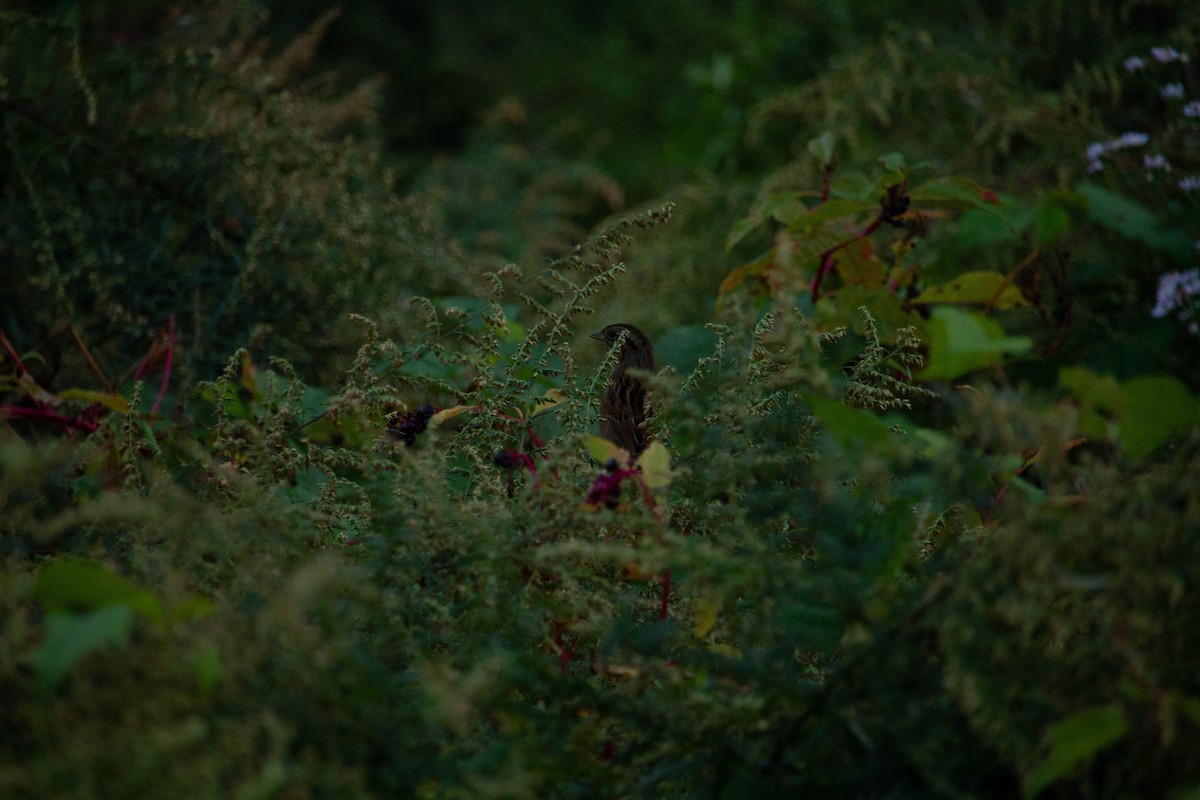 Song Sparrow - ML610025470