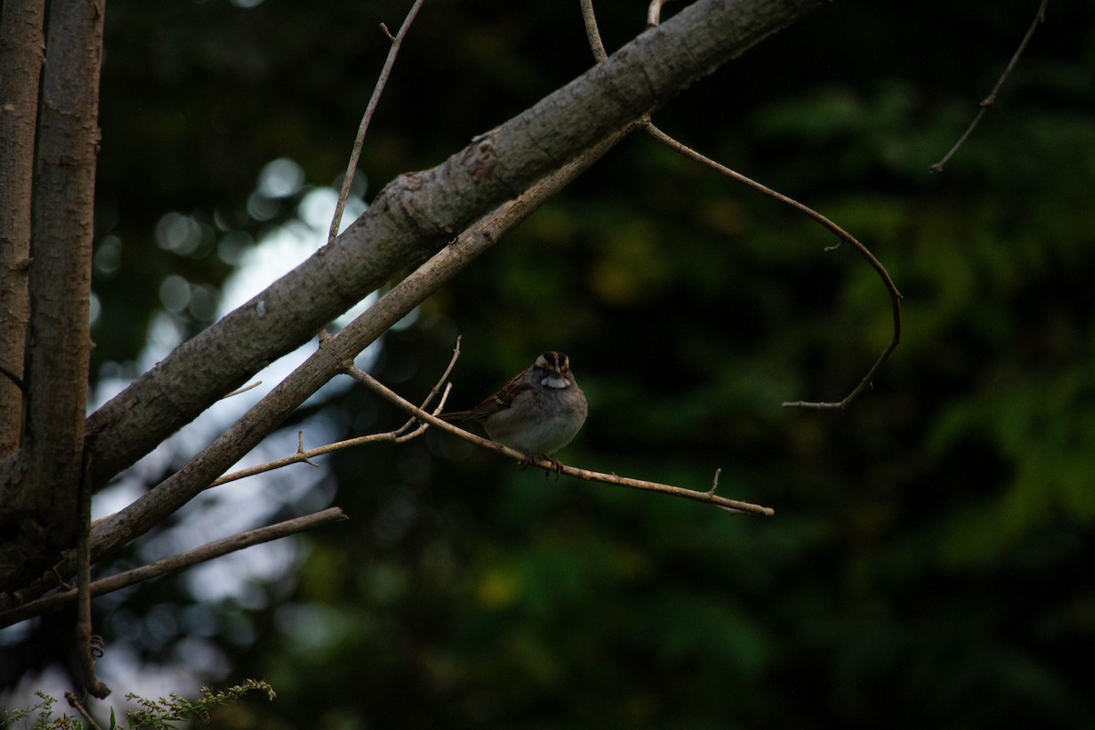 Song Sparrow - ML610025489