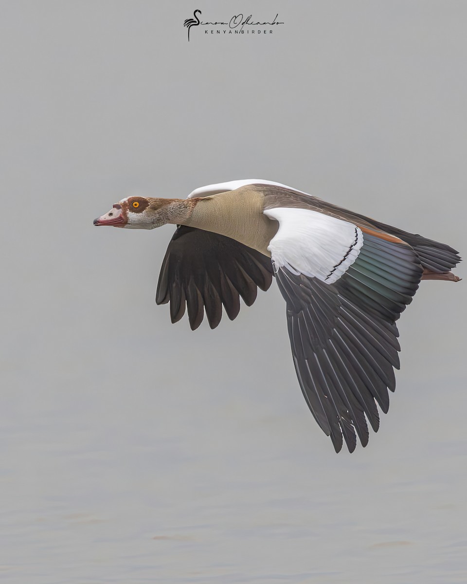 Egyptian Goose - ML610025578