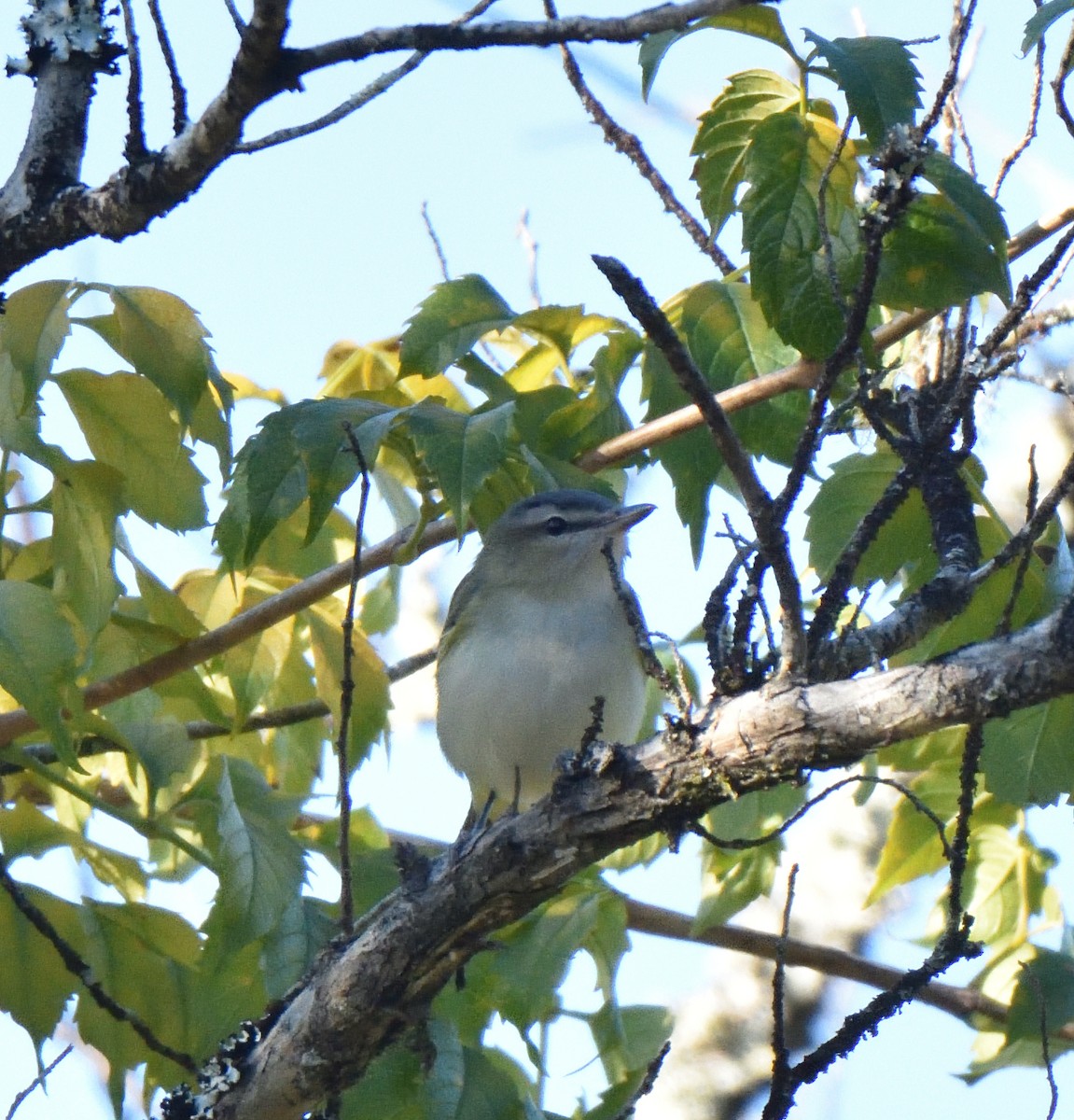 Red-eyed Vireo - ML610025592