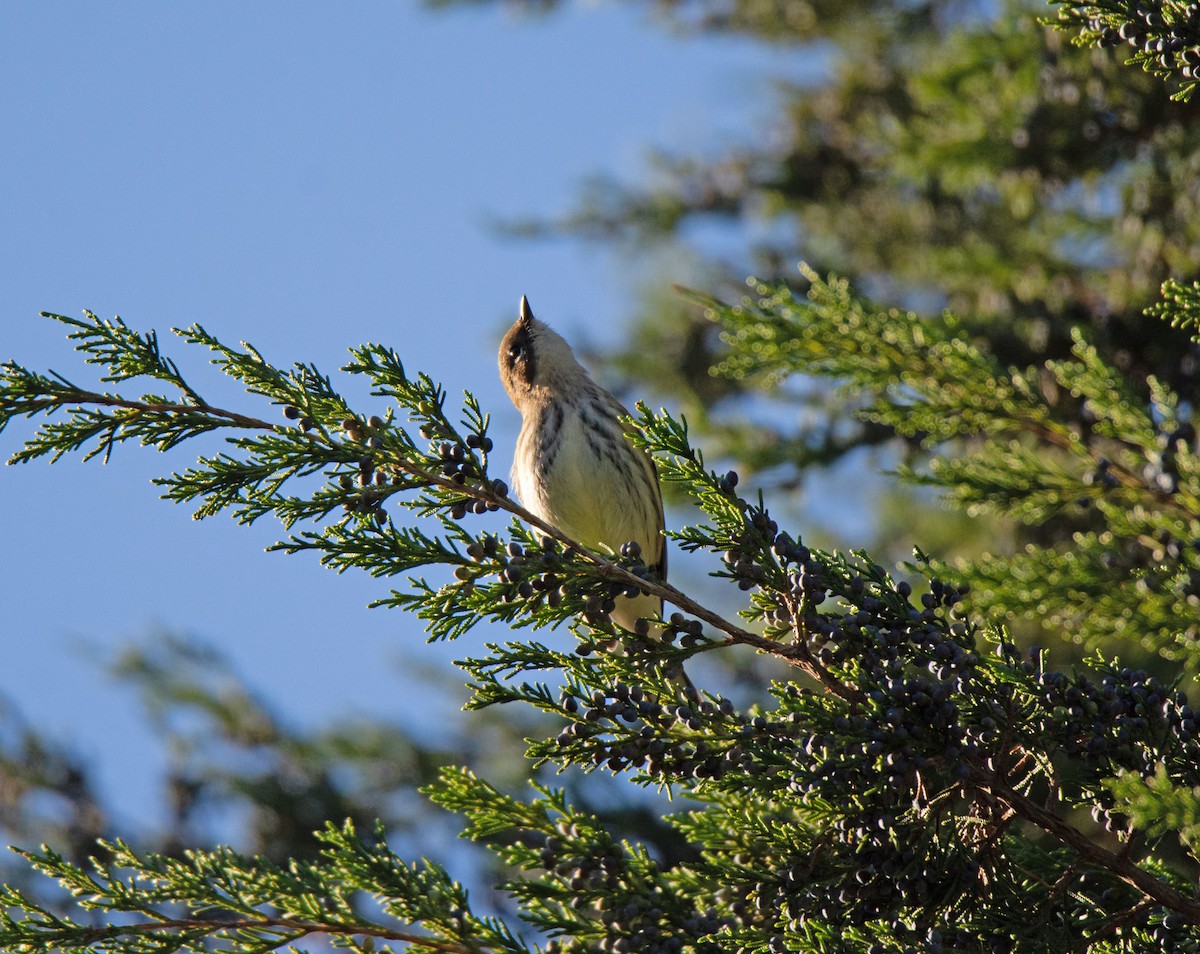 Yellow-rumped Warbler - ML610025624