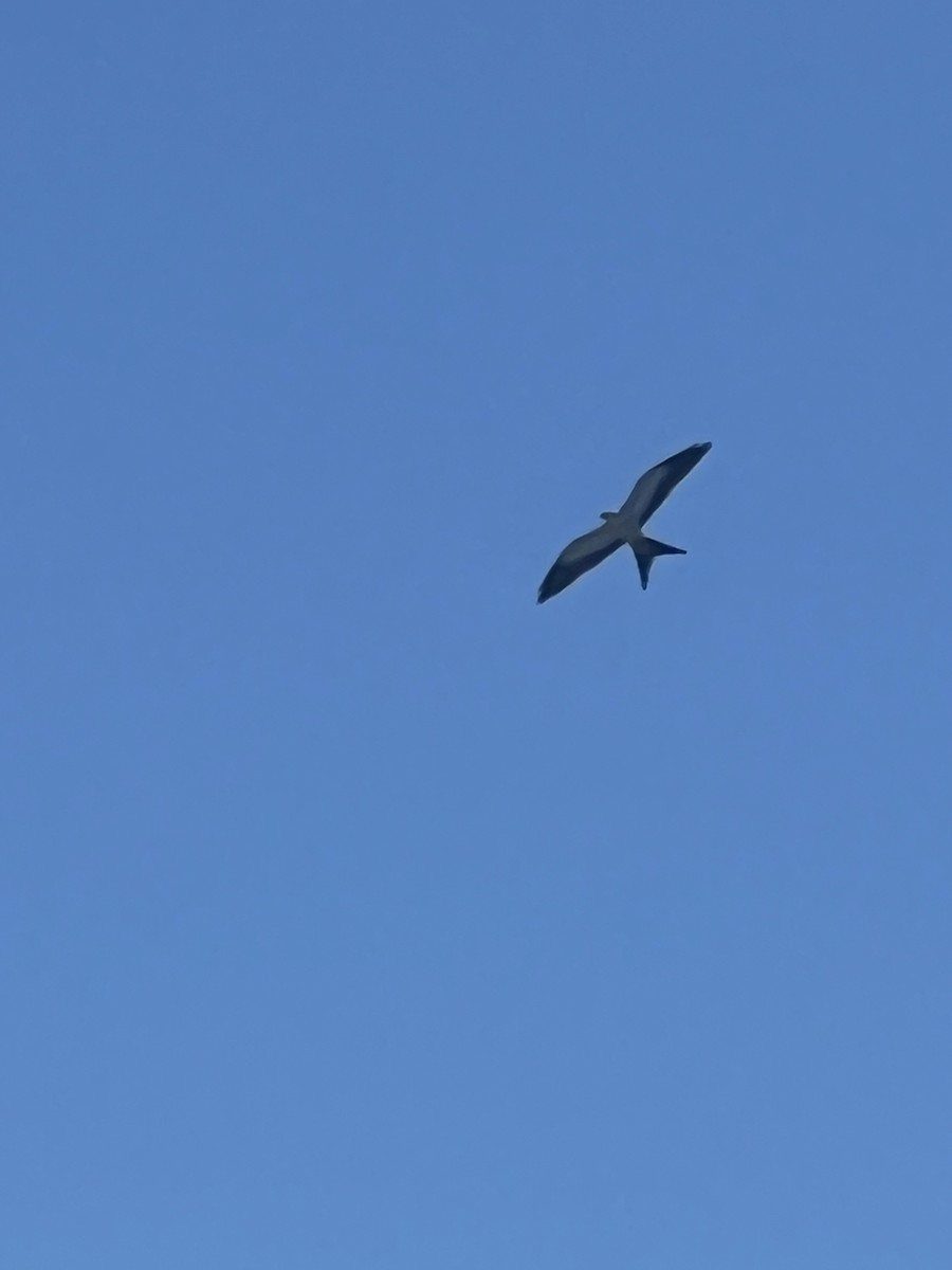 Swallow-tailed Kite - ML610025626