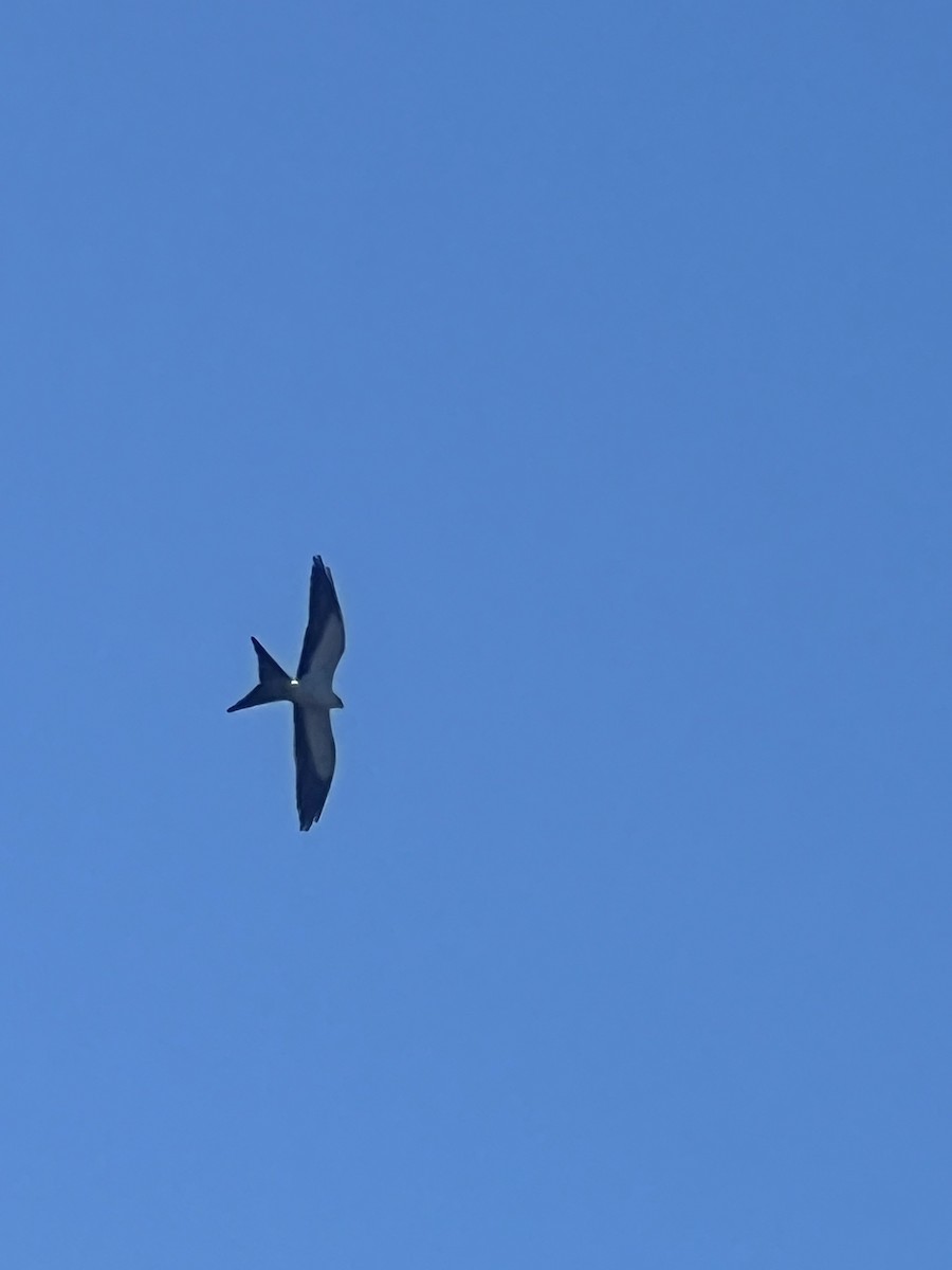 Swallow-tailed Kite - ML610025627