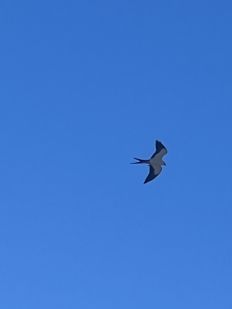 Swallow-tailed Kite - ML610025628