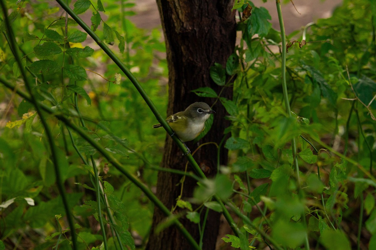 Blue-headed Vireo - ML610025674