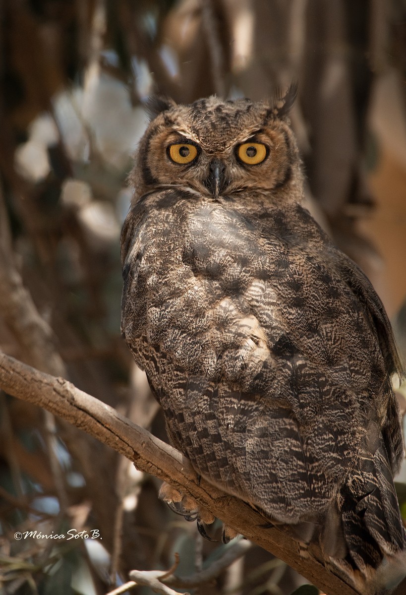 Lesser Horned Owl - Mónica Soto Barahona
