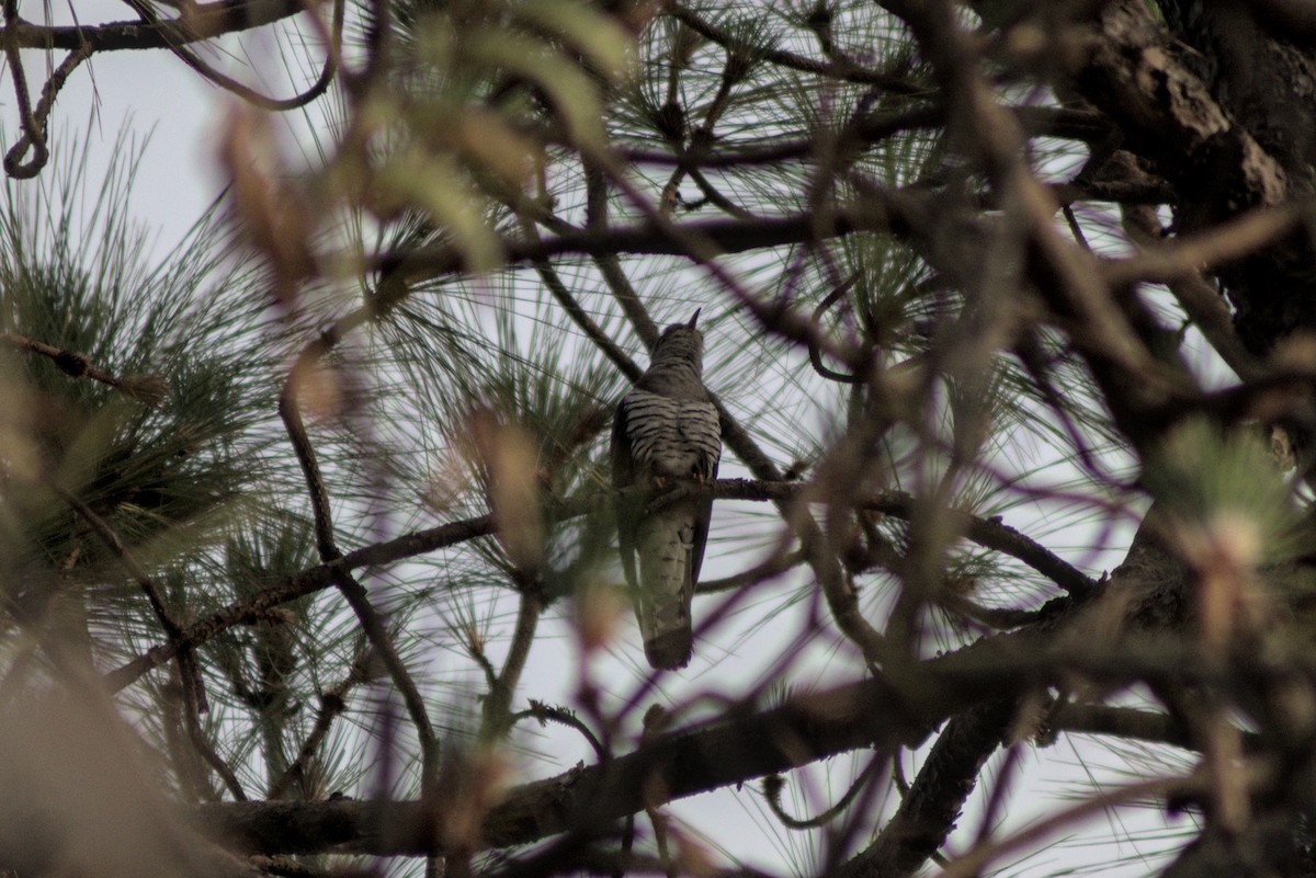 Indian Cuckoo - ML610026077